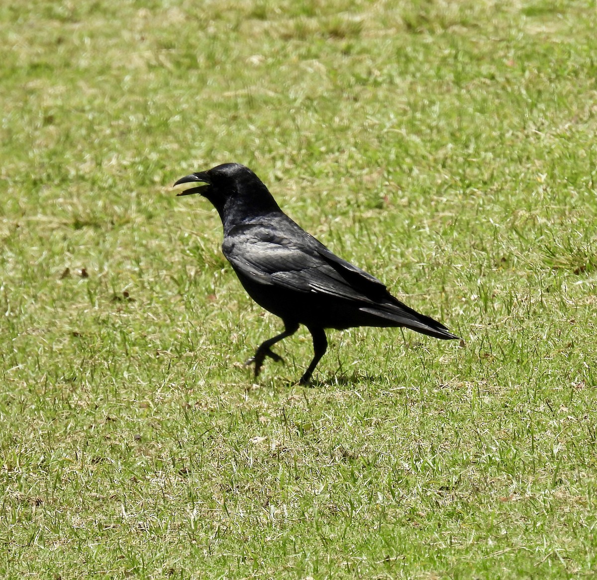Fish Crow - ML635634472