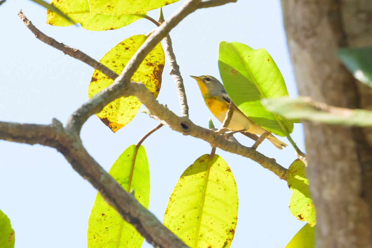 Kuzeyli Parula - ML635634652