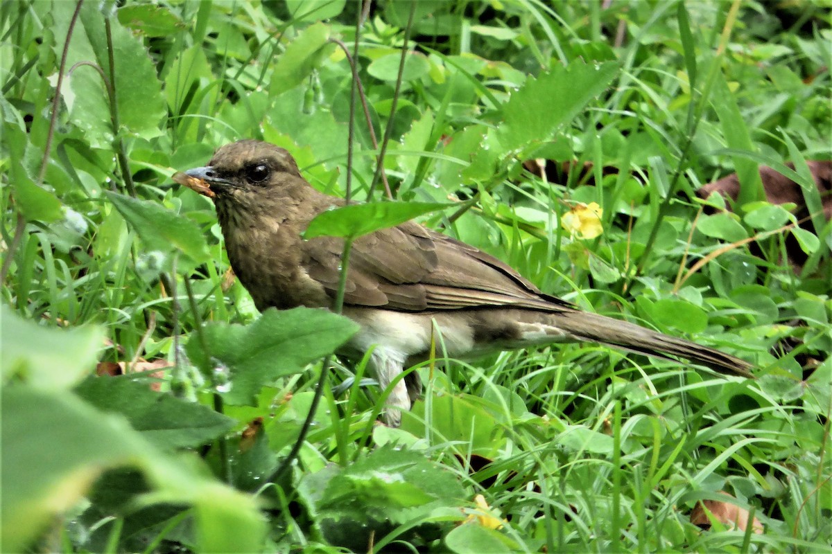 Black-billed Thrush - ML635634692