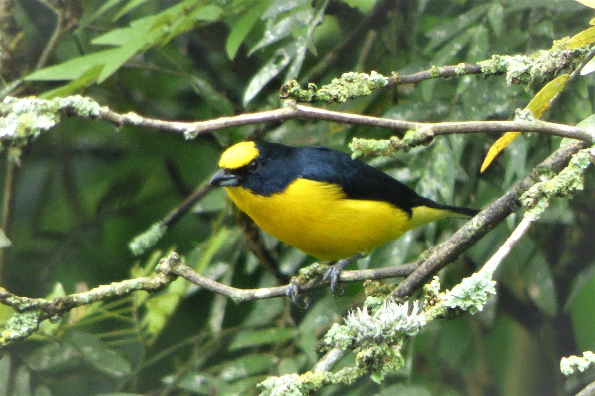 Thick-billed Euphonia - ML635634832