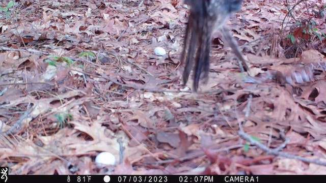 Eastern Whip-poor-will - ML635634892