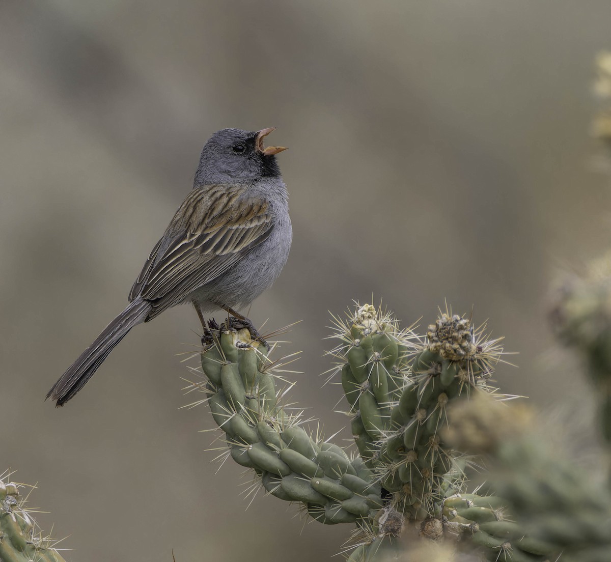 Black-chinned Sparrow - ML635634920