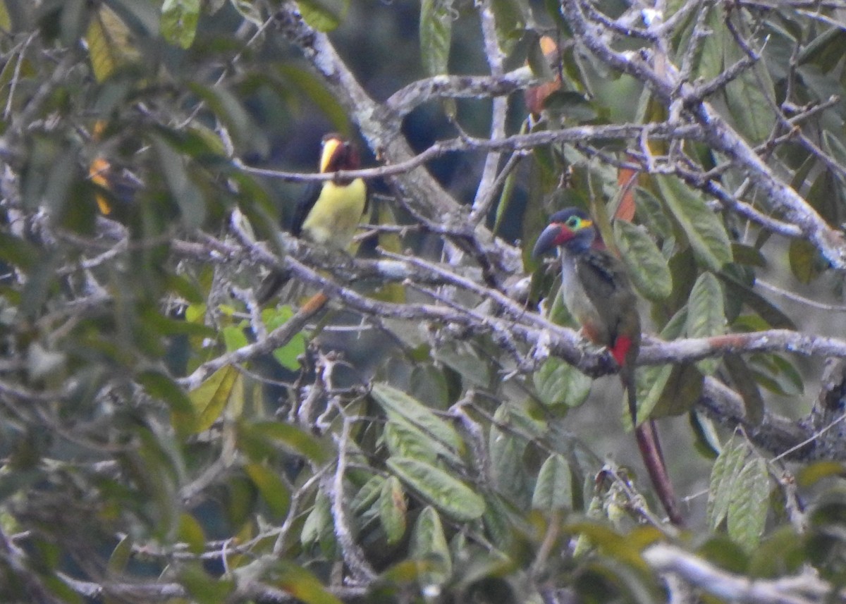 Guianan Toucanet - ML635634964