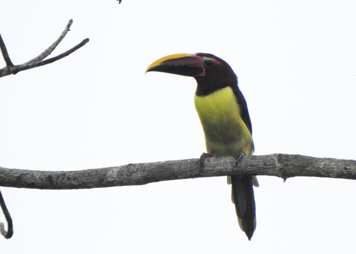 Green Aracari - ML635635019