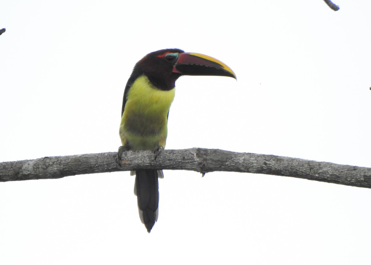 Green Aracari - ML635635020