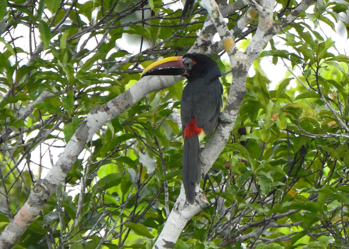 Green Aracari - ML635635021