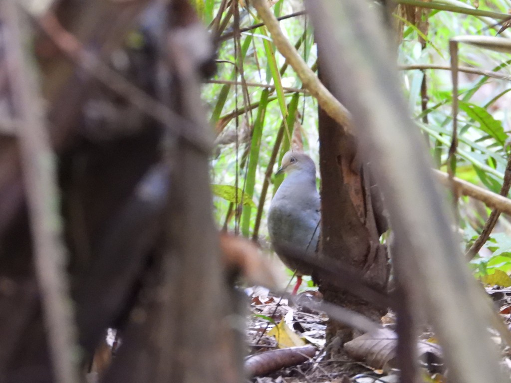 Gray-chested Dove - ML635635077