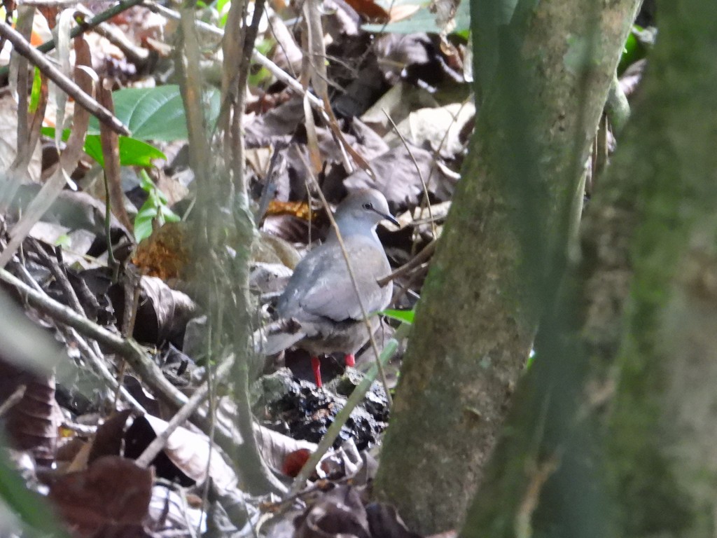 Gray-chested Dove - ML635635078