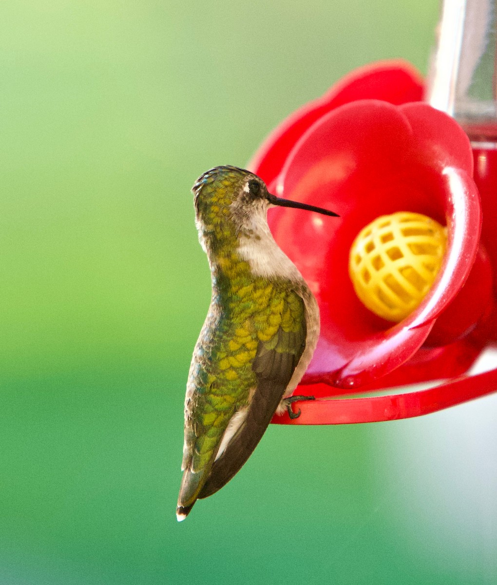 Ruby-throated Hummingbird - ML635635140