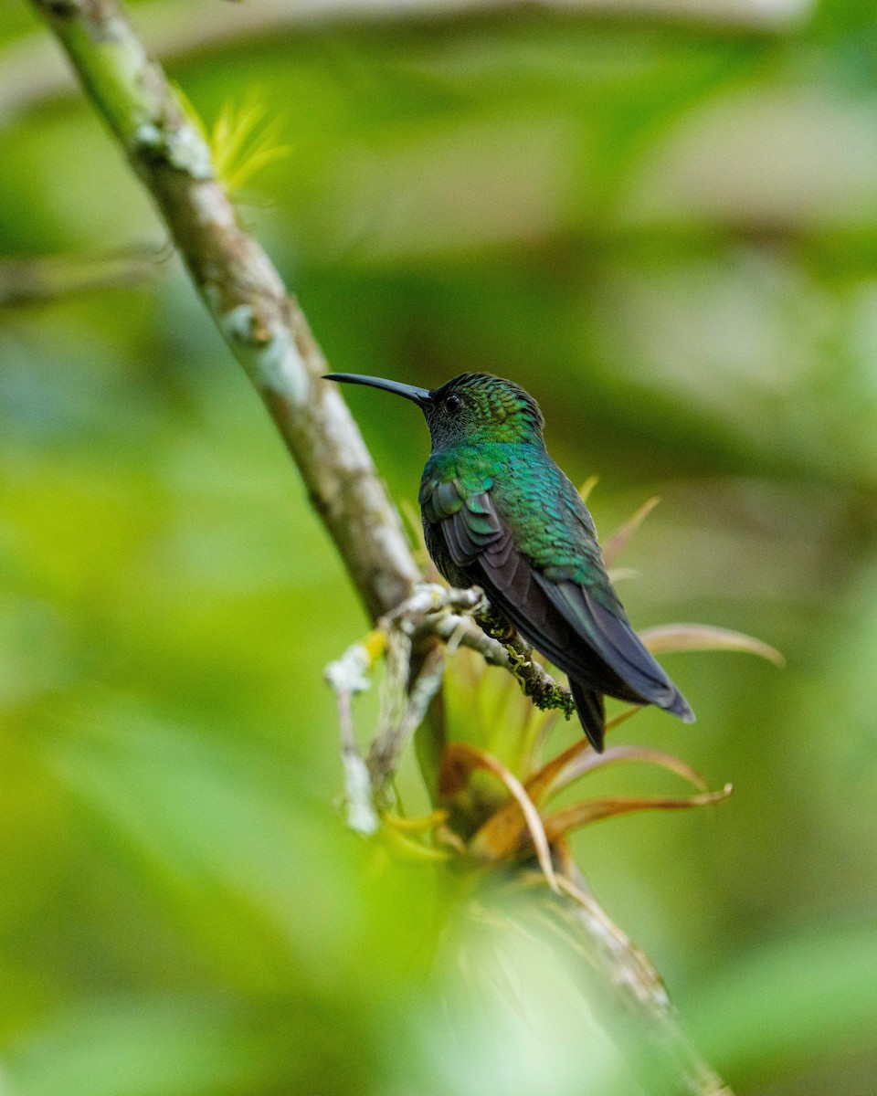 Colibri de Buffon - ML635635192