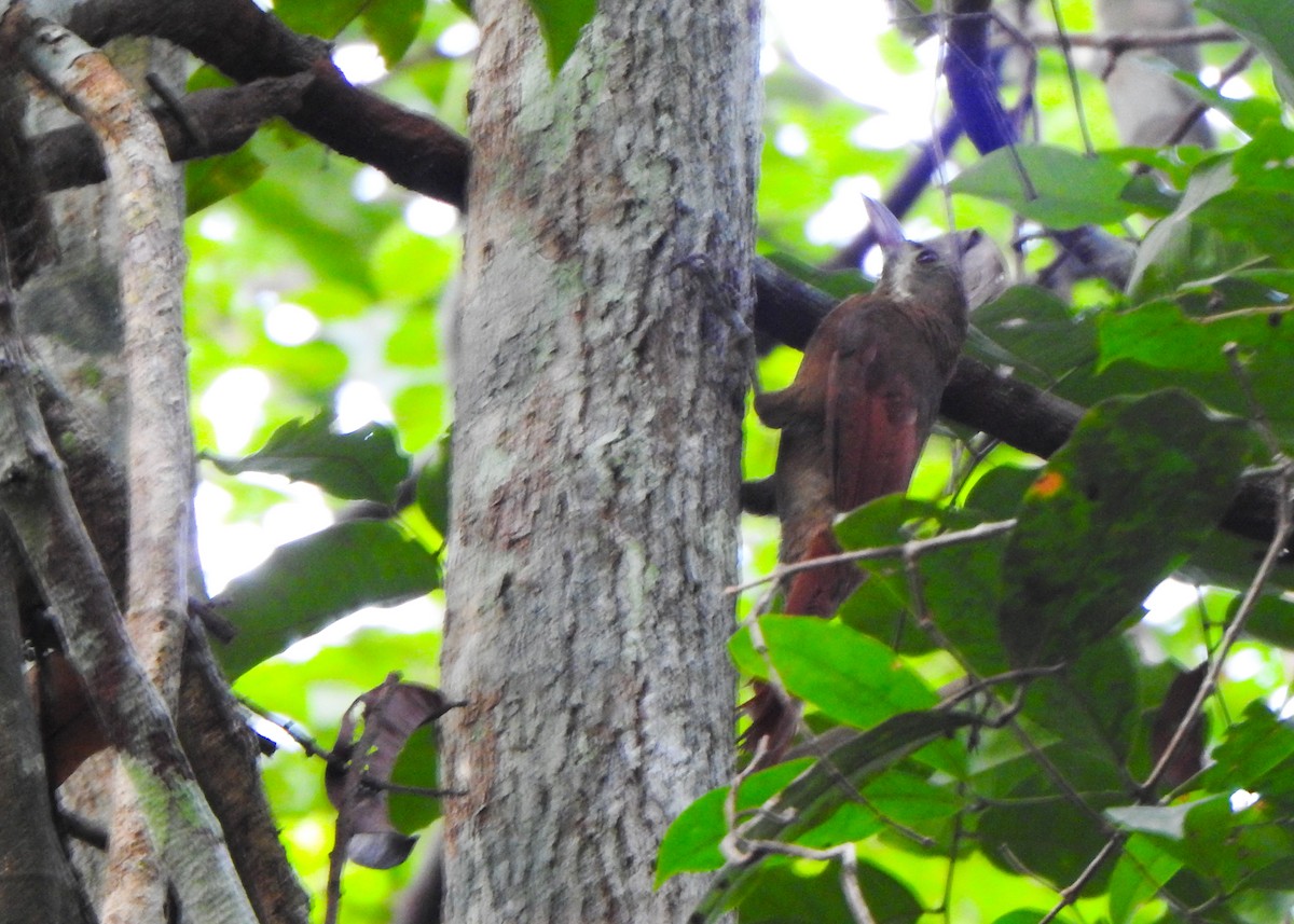 Red-billed Woodcreeper - ML635635202