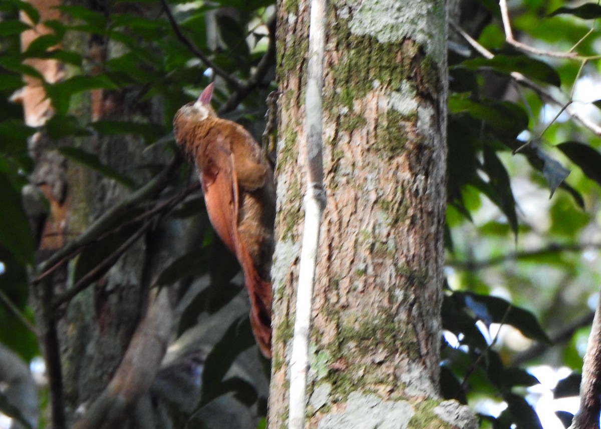 Red-billed Woodcreeper - ML635635203