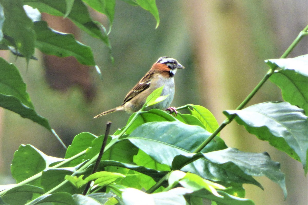 Rufous-collared Sparrow - ML635635224