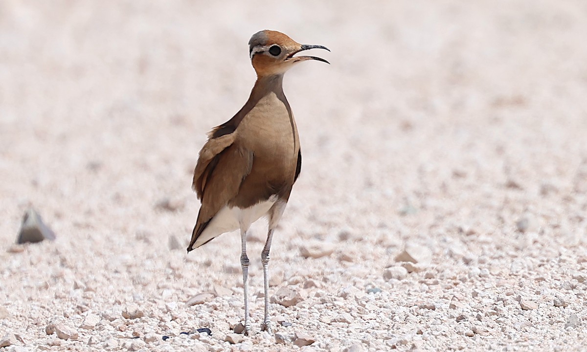 Burchell's Courser - ML635635260