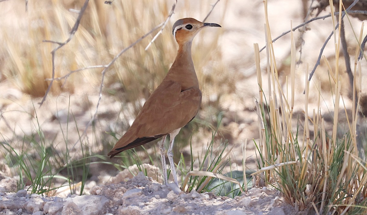 Burchell's Courser - ML635635261