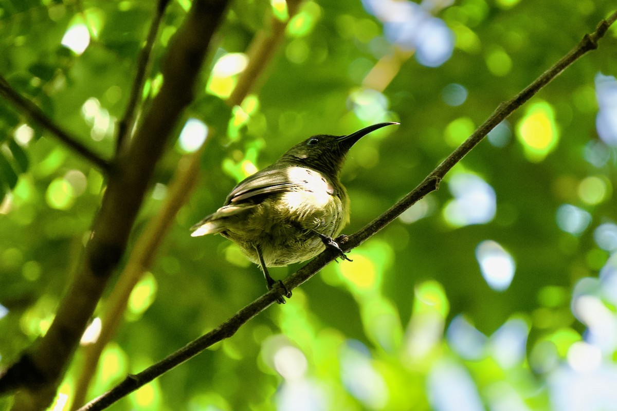 Olive Sunbird - ML635635271