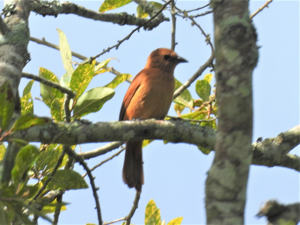White-lined Tanager - ML635635358
