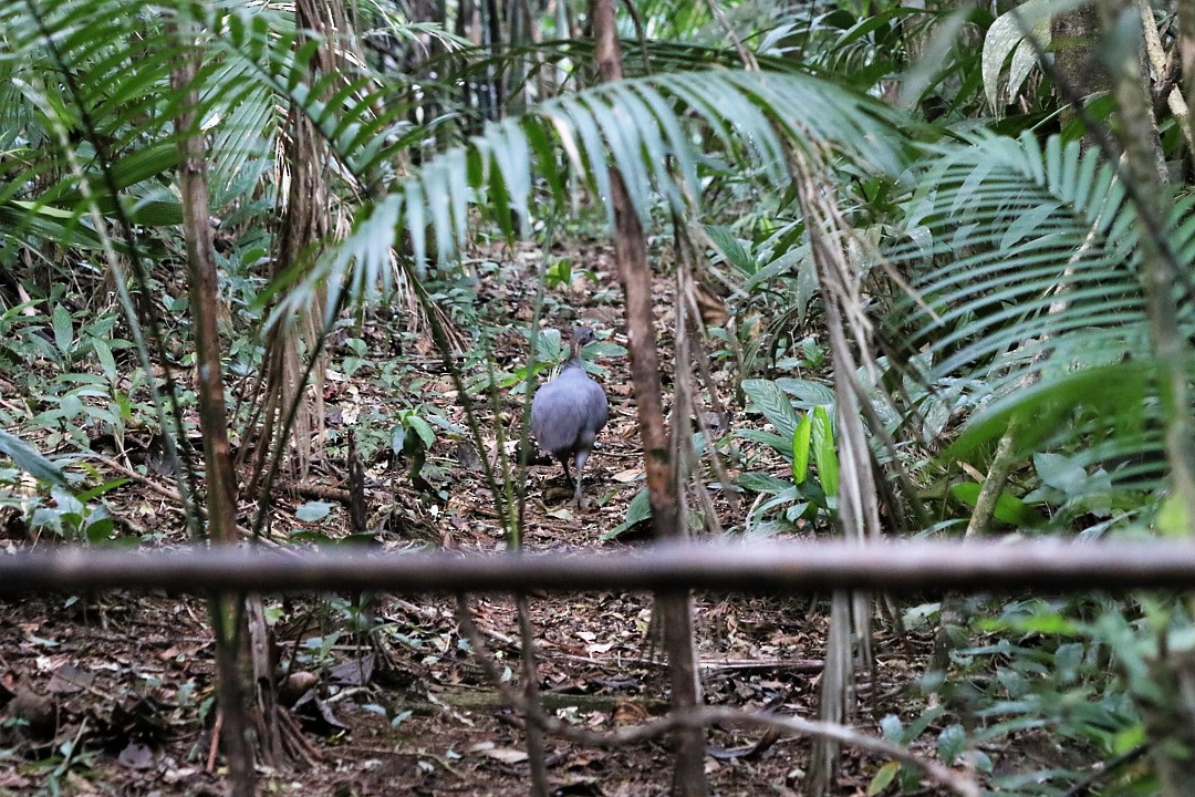 Solitary Tinamou - ML635635492