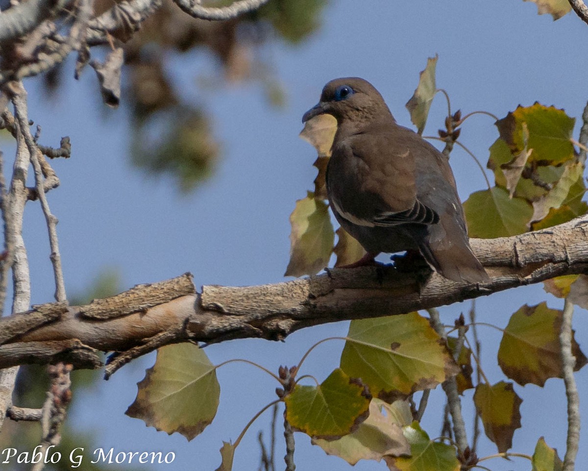 West Peruvian Dove - ML635635680