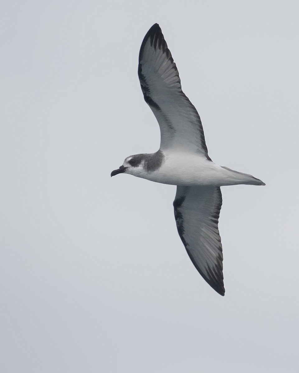 Masatierra Petrel - ML635635739