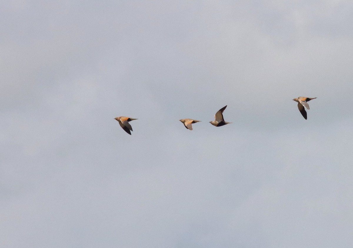 Black-bellied Sandgrouse - ML635635760