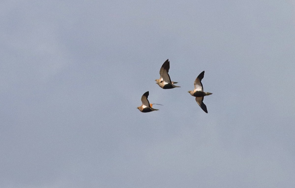 Black-bellied Sandgrouse - ML635635762