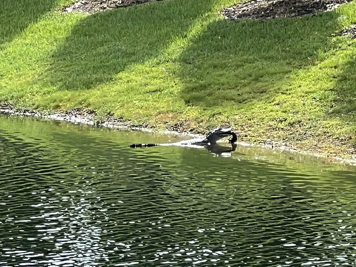 American Alligator - ML635635819