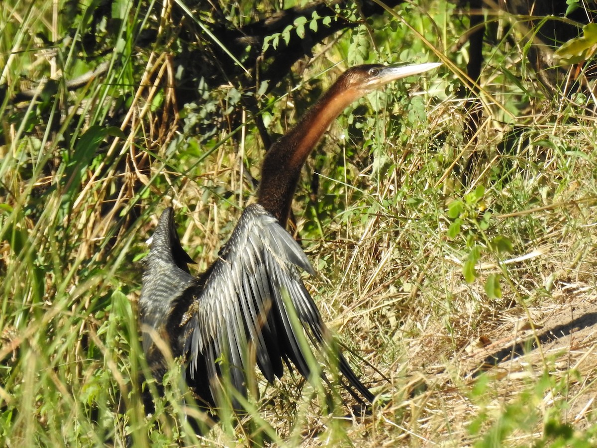 anhinga africká - ML635635862