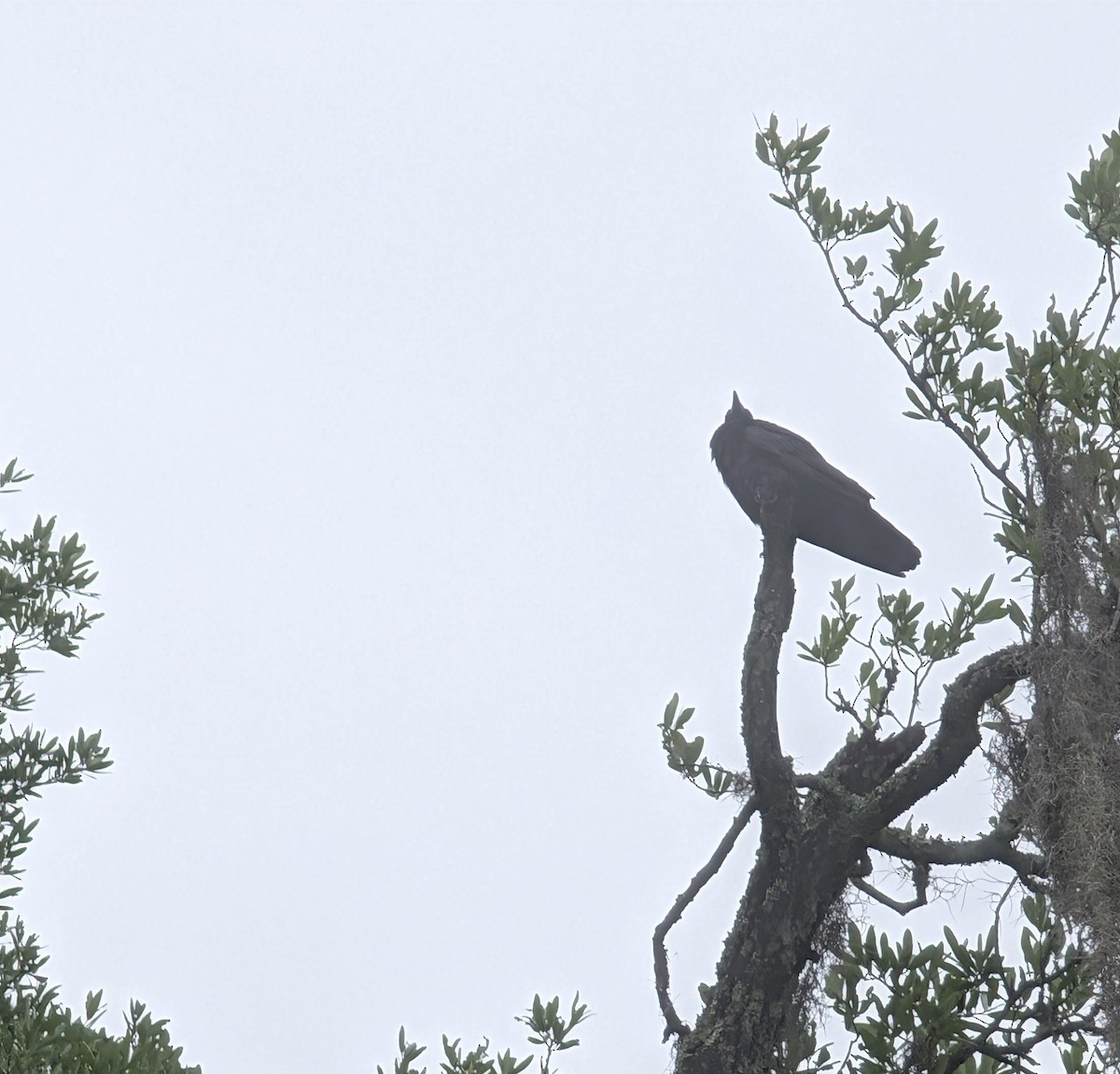 Fish Crow - ML635635867