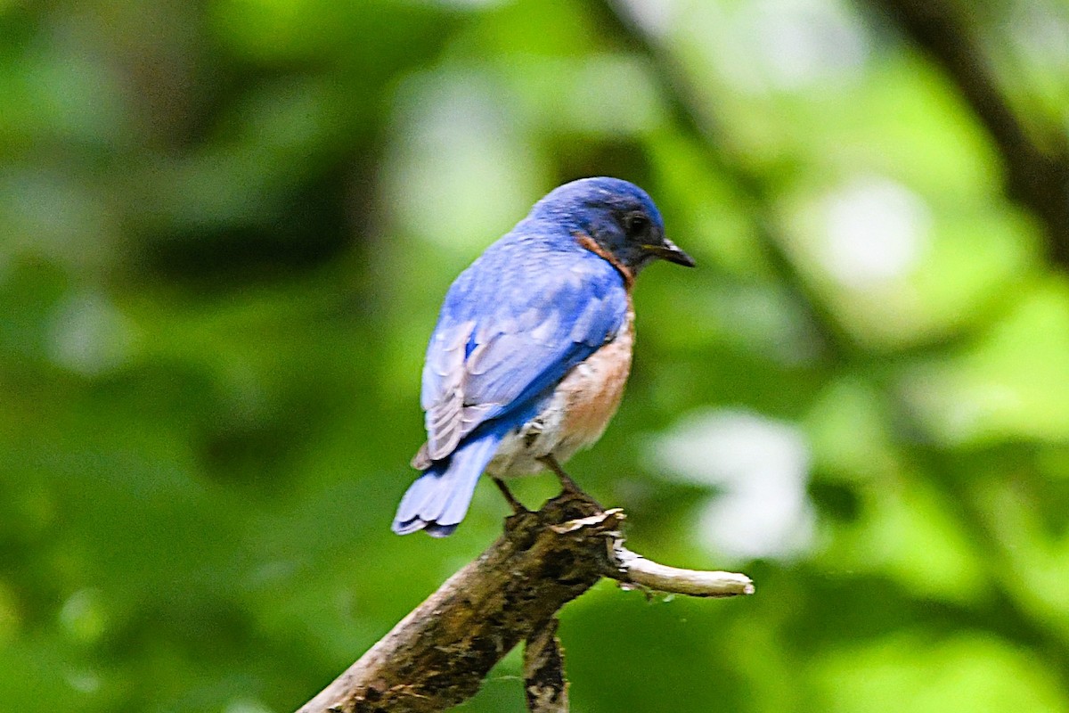 Eastern Bluebird - ML635635868