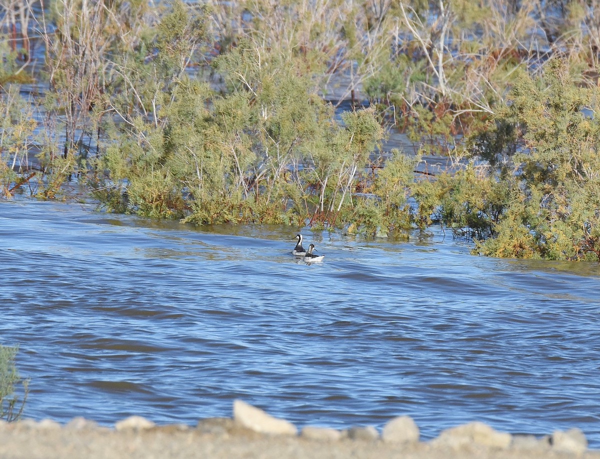 Phalarope de Wilson - ML635635882