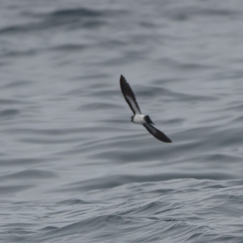 White-bellied Storm-Petrel - ML635635939