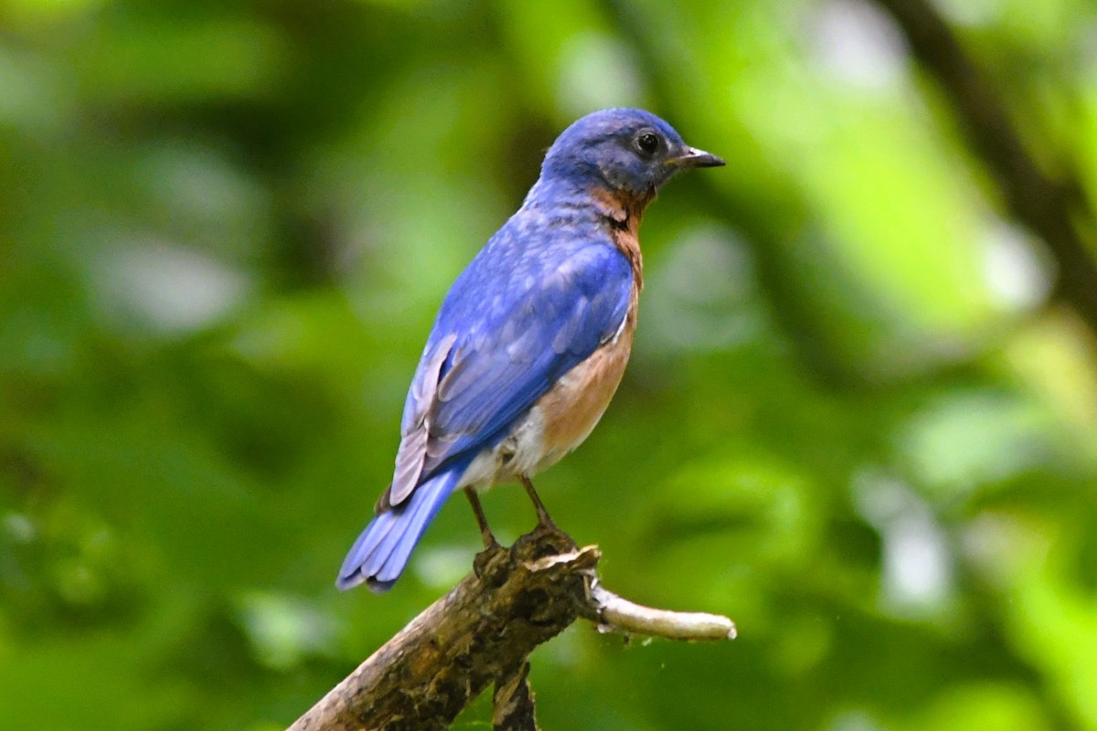 Eastern Bluebird - ML635635962