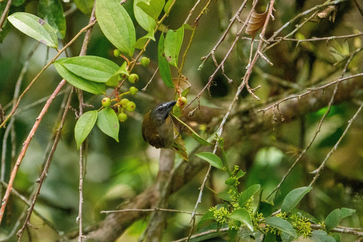 brunstrupesaltator - ML635635977