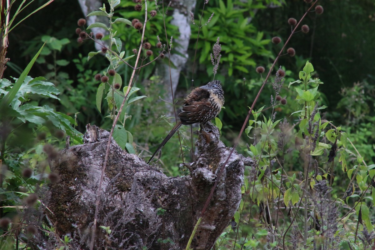 Lesser Roadrunner - ML635635990