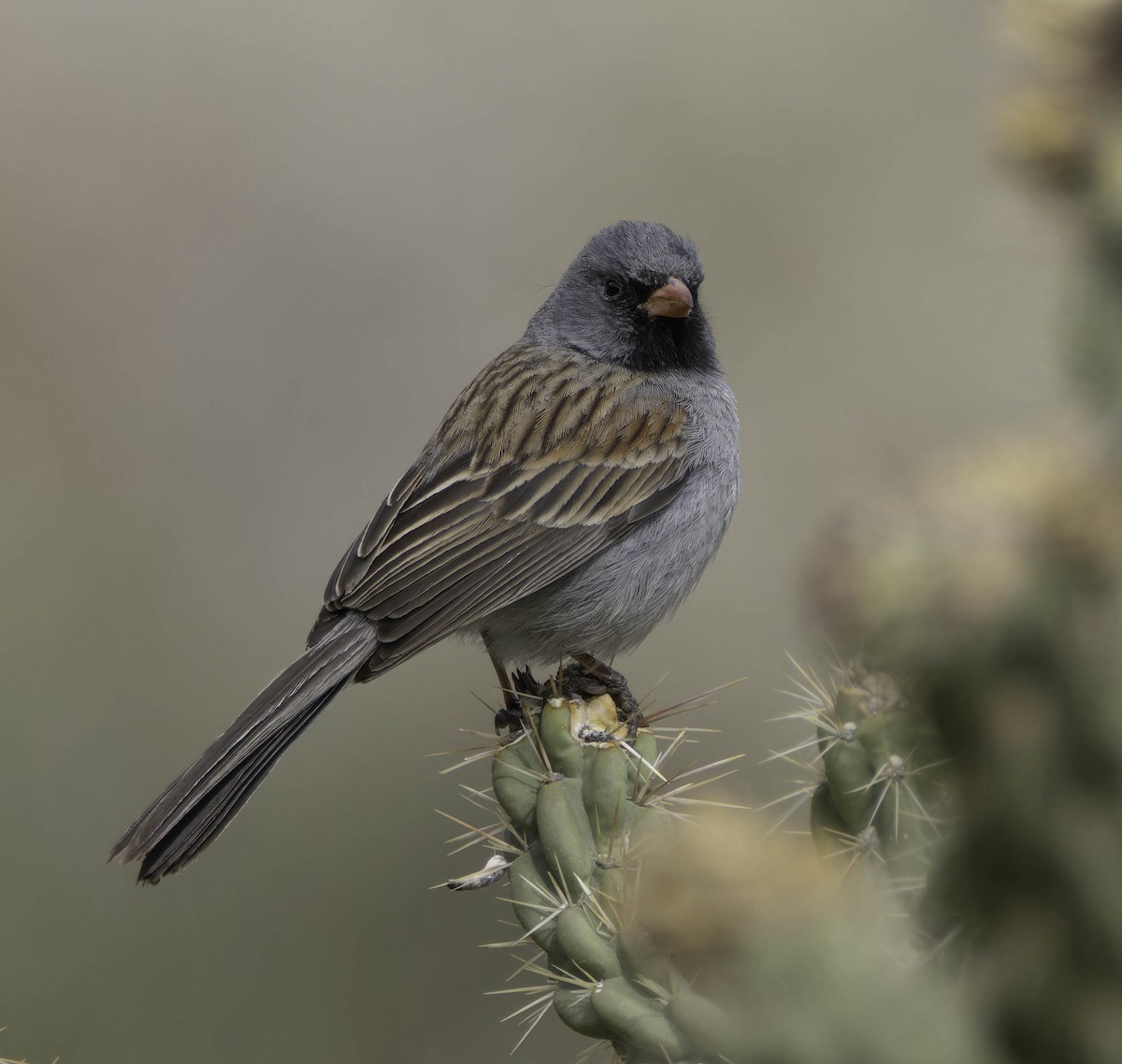 Black-chinned Sparrow - ML635636026