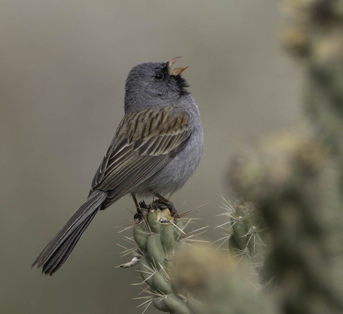 Black-chinned Sparrow - ML635636027