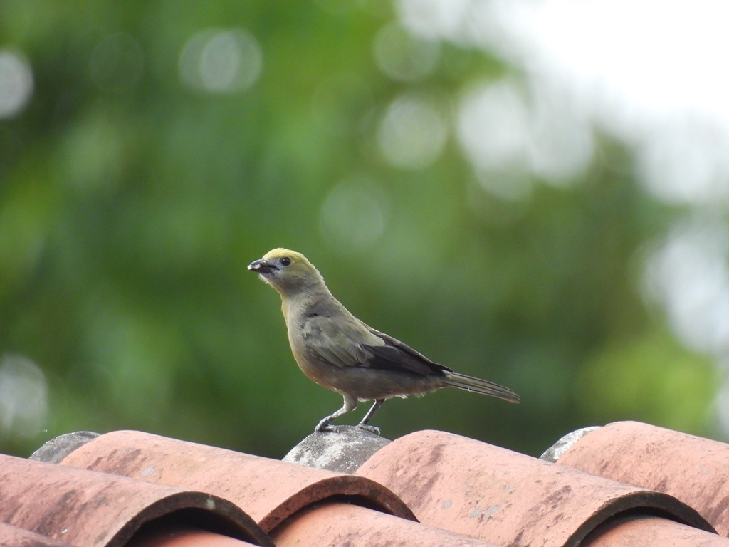 Plain-colored Tanager - ML635636030
