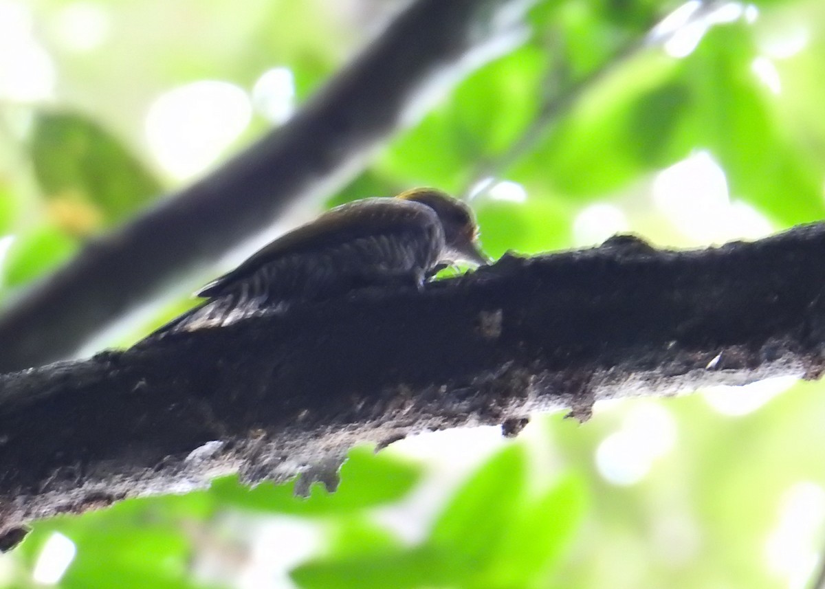 Golden-collared Woodpecker - ML635636146