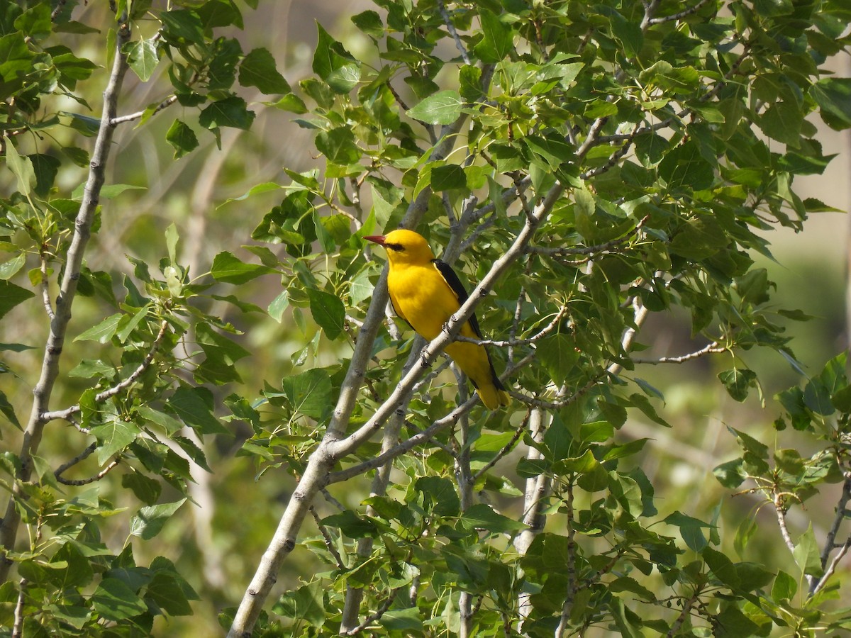 Eurasian Golden Oriole - ML635636152