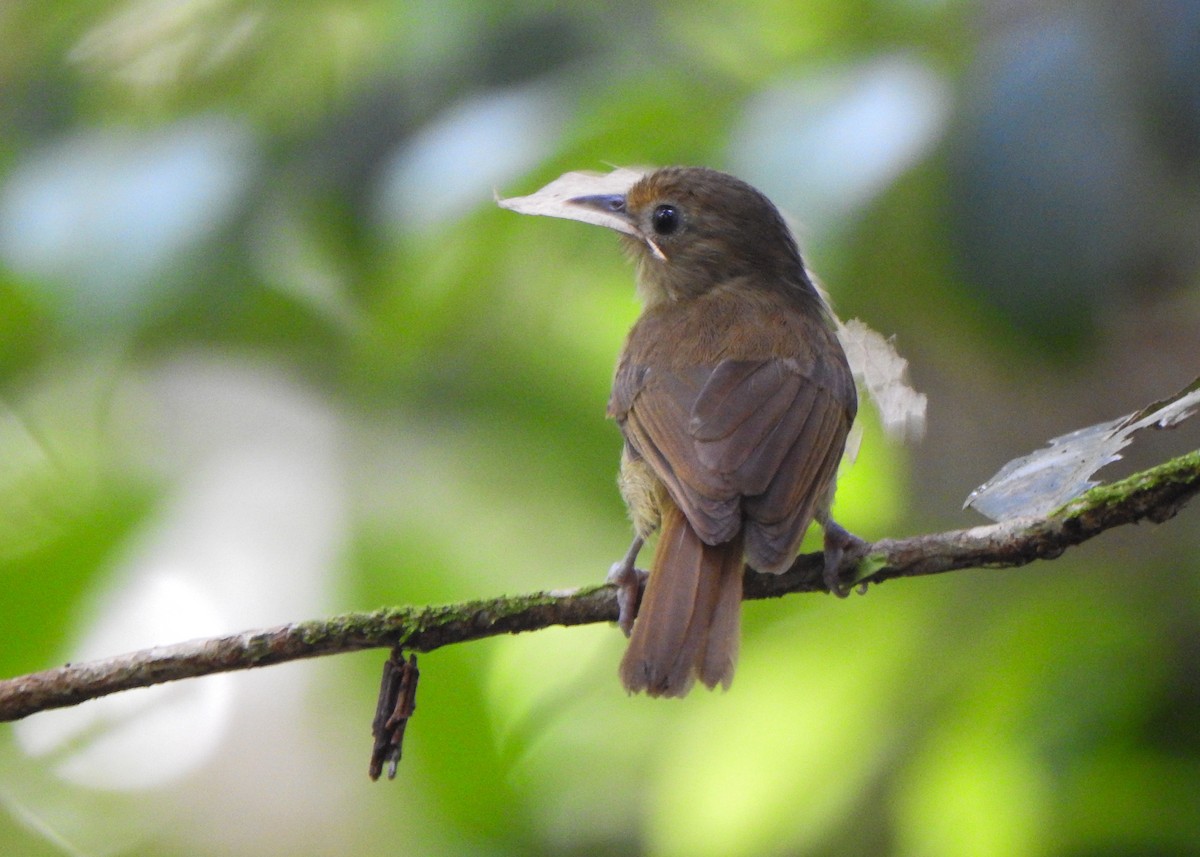 Fuchsscheitelvireo - ML635636189
