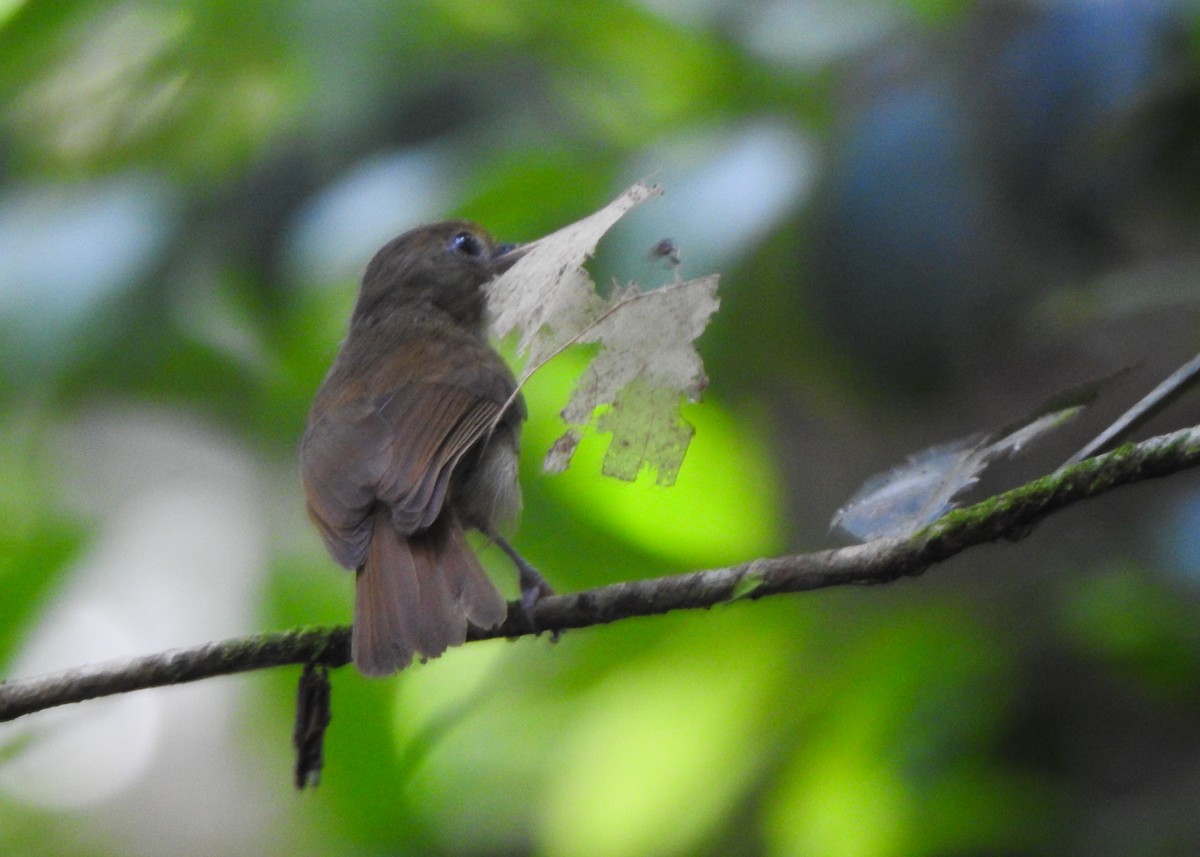 Fuchsscheitelvireo - ML635636190