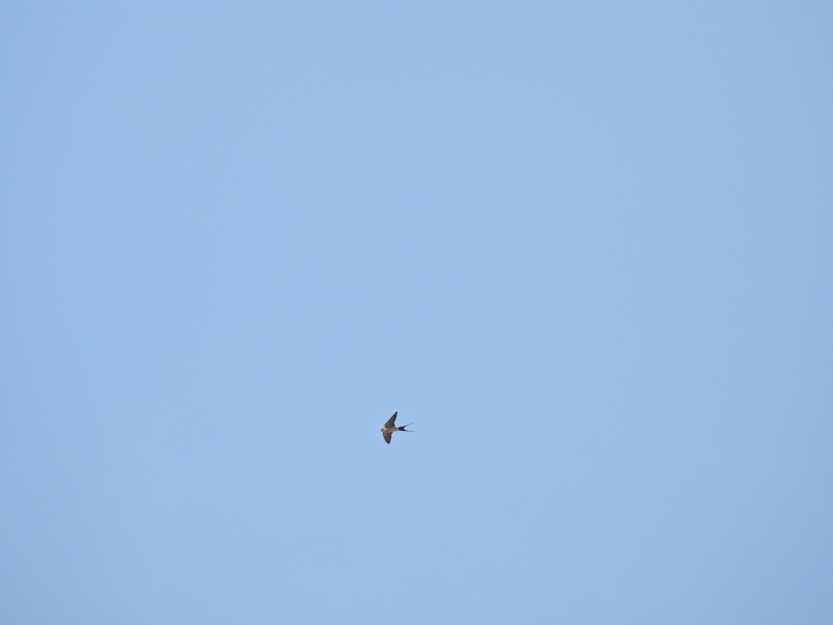 European Red-rumped Swallow - ML635636196