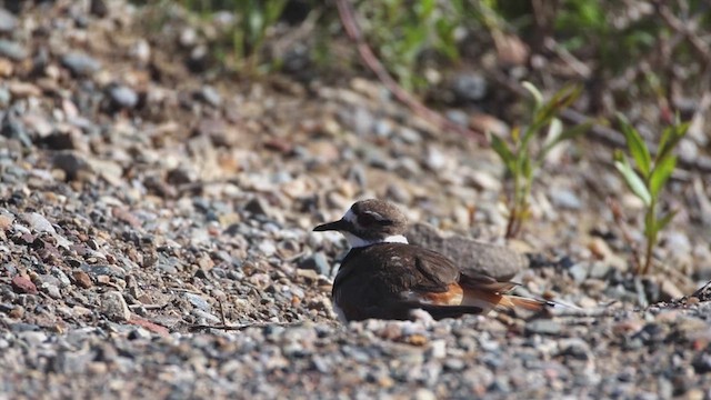 Killdeer - ML635636213