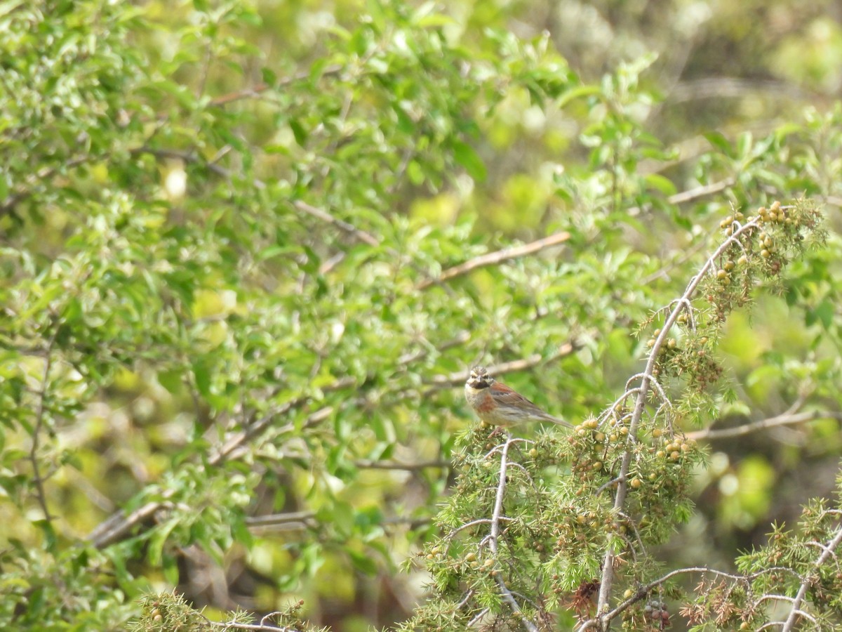 Cirl Bunting - ML635636252