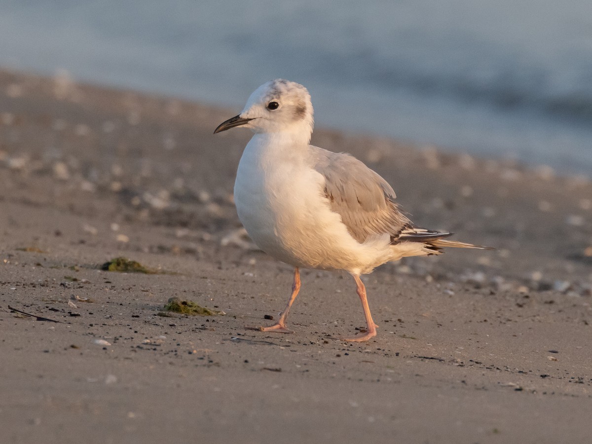 Bonaparte's Gull - ML635636267