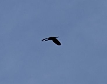 Glossy Ibis - ML635636320