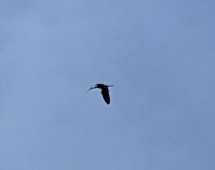 Glossy Ibis - ML635636321