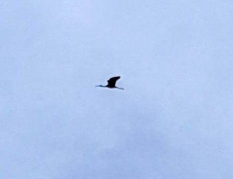 Glossy Ibis - ML635636322