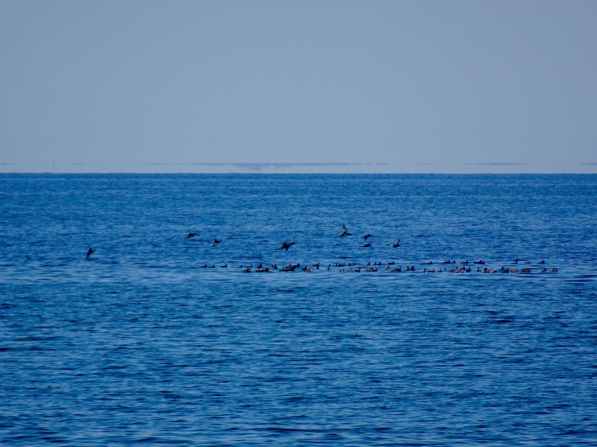 Black Scoter - ML635636368